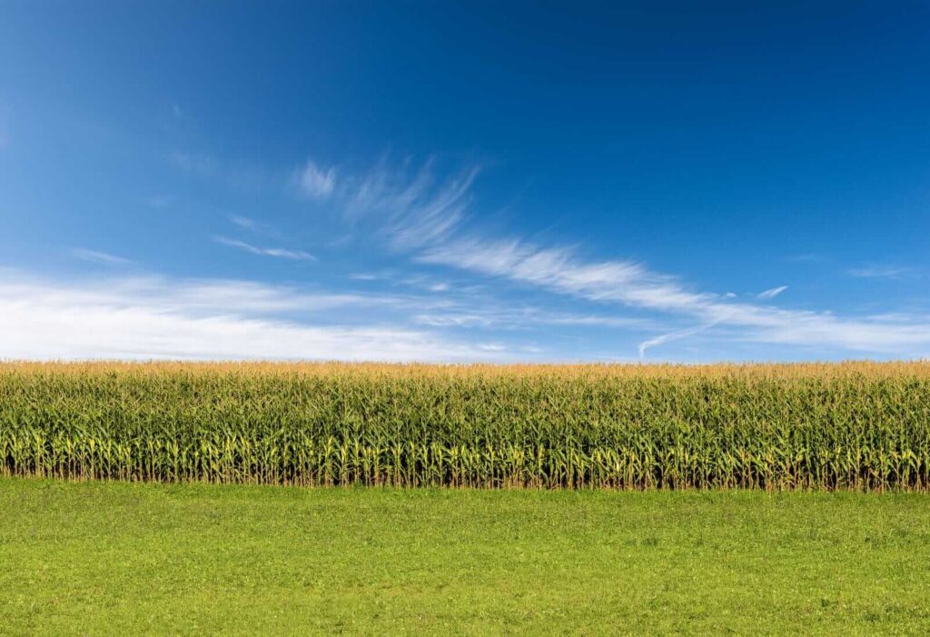 Corn Following Wheat Higher on Friday Corn Following Wheat Higher on Friday