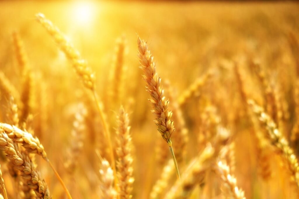 Wheat Faces Friday Weakness, as USDA Hikes World Wheat Stocks